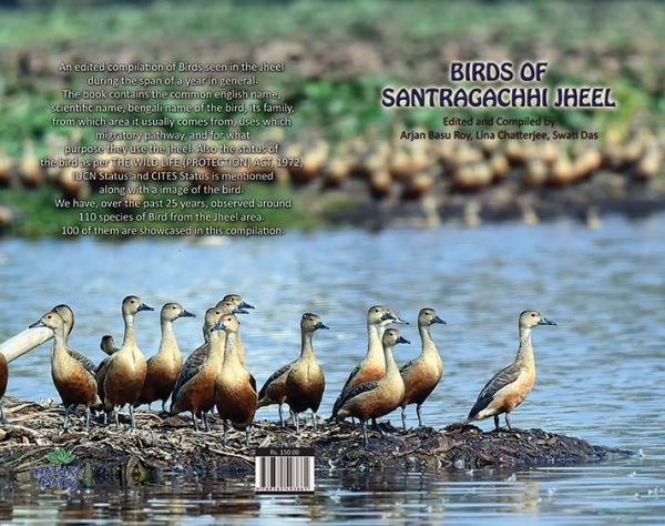 Birds of Santragachhi Jheel